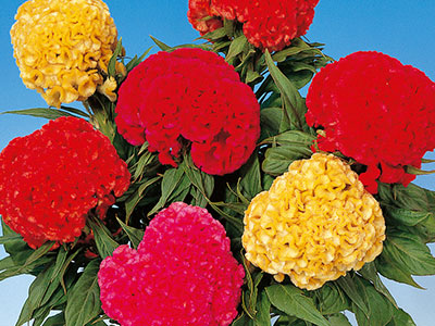 CELOSIA CRESTATA A PUGNO MISCUGLIO NR.1000 SEMI - Foto 2
